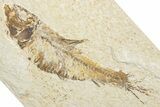 Bargain, Fossil Fish (Knightia) - Wyoming #346021-1
